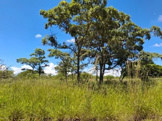 Livestock Farm For Sale in Soekmekaar, Limpopo