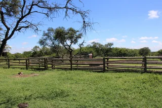 Livestock Farm For Sale in Soekmekaar, Limpopo