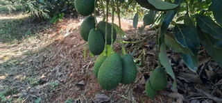 Farm For Sale in Tzaneen Rural, Tzaneen