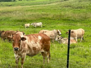 Farm For Sale in Tzaneen Rural, Tzaneen