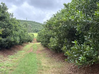 Farm For Sale in Tzaneen Rural, Tzaneen