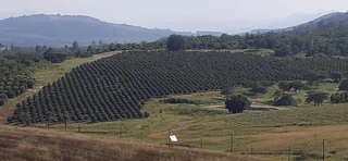 Farm For Sale in Tzaneen Rural, Tzaneen