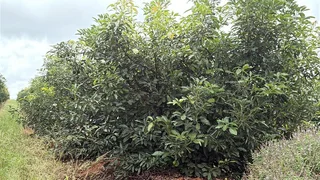 Farm For Sale in Tzaneen Rural, Tzaneen