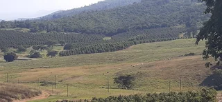 Farm For Sale in Tzaneen Rural, Tzaneen