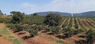 Farm For Sale in Tzaneen Rural, Tzaneen