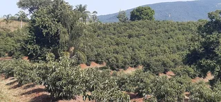 Farm For Sale in Tzaneen Rural, Tzaneen