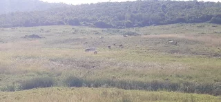 Farm For Sale in Tzaneen Rural, Tzaneen