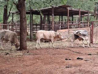 Game and Livestock Farm For Sale in Tzaneen Rural, Tzaneen