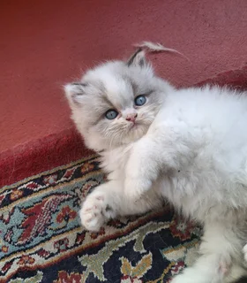 Persian kittens