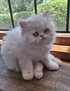 Persian kitten