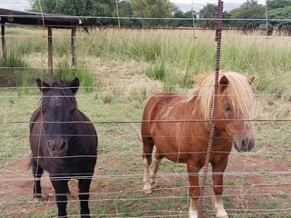 miniature horse and pony for sale