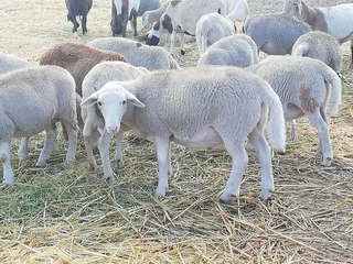 Pregnant Sheep For Sale