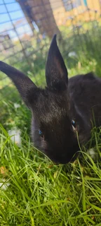 Baby bunnies / rabbits