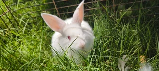 Baby bunnies / rabbits