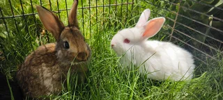Baby bunnies / rabbits