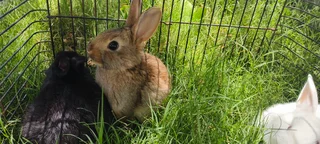 Baby bunnies / rabbits