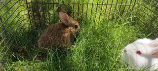 Baby bunnies / rabbits