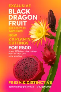 Black Kamalam Dragon Plant Cutting