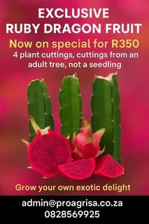 Hylocereus costaricensis Ruby Red Dragon Fruit