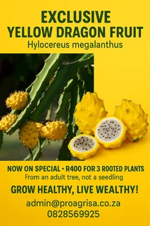  Megelantus Yellow Dragon Fruit – Big Savings! 