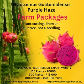 Hylocereus Guatemalensis Dragon Fruit