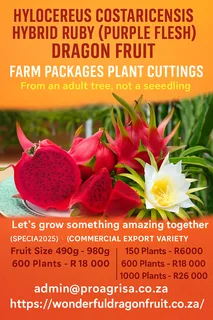 Hylocereus Costaricensis Hybrid Ruby (Purple Flesh)