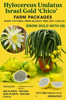  israel Gold “chico” – Commercial Farm Packages! 