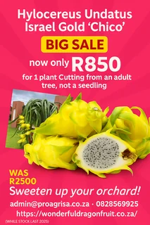 Big Sale: Israel Gold 'chico' Dragon Fruit