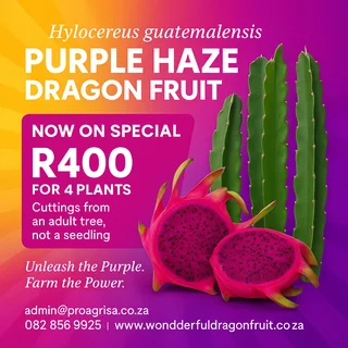 Purple Haze Dragon Fruit – Special Offer! 
