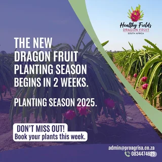 Dragon Fruit Farming Sa