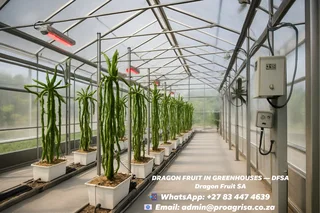 DRAGON FRUIT IN GREENHOUSES