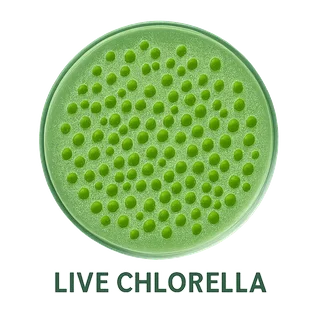 Whether you are producing high-protein animal feed, exploring biofuels Spirulina &amp; Chlorella