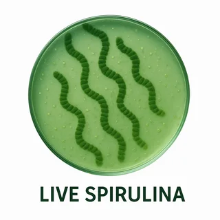 Whether you are producing high-protein animal feed, exploring biofuels Spirulina &amp; Chlorella