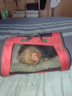 Perfect Petzzz Yorkie stuff animal