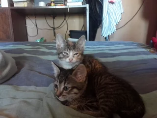 Female Kittens