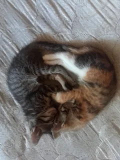 Female Kittens