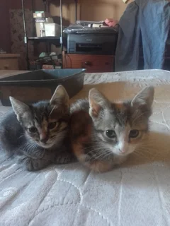 Female Kittens