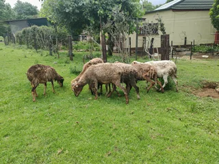 Nguni Sheep