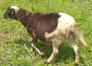 Nguni Sheep young rams
