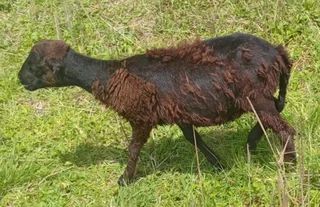 Nguni Sheep young rams
