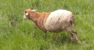 Nguni Sheep young rams