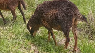 Nguni Sheep young rams