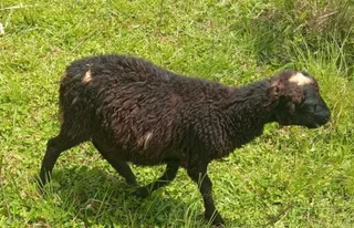 Nguni Sheep young rams
