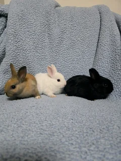 Dwarf bunnies
