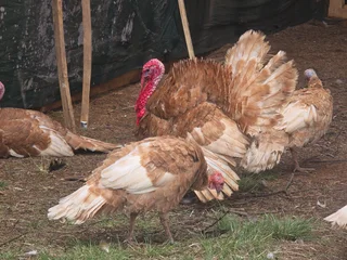 Jersey buff turkey pairs