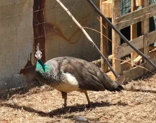 Peacocks - Ad posted by Caro Douglas