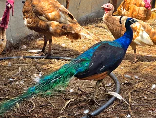 Peacocks - Ad posted by Caro Douglas