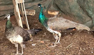 Peacocks - Ad posted by Caro Douglas