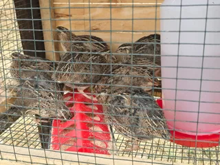 Quails - Ad posted by Caro Douglas