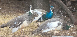 Peacocks available